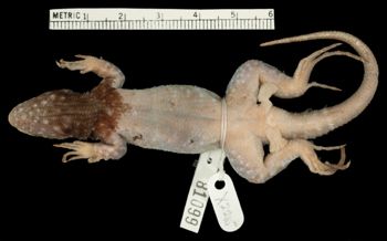 Media type: image;   Herpetology R-81099 Aspect: ventral